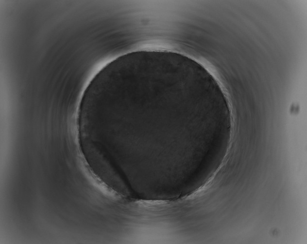 X0000100490864200806201651