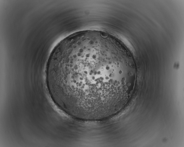 X0000100490944200806201649