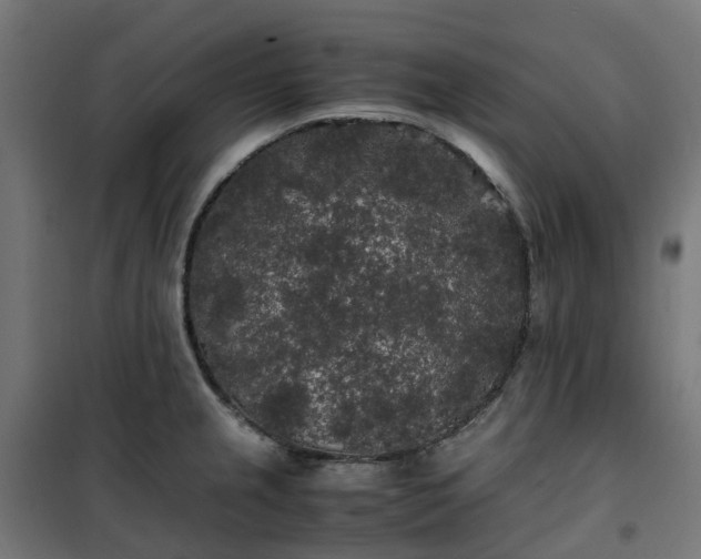 X0000100491237200806201645