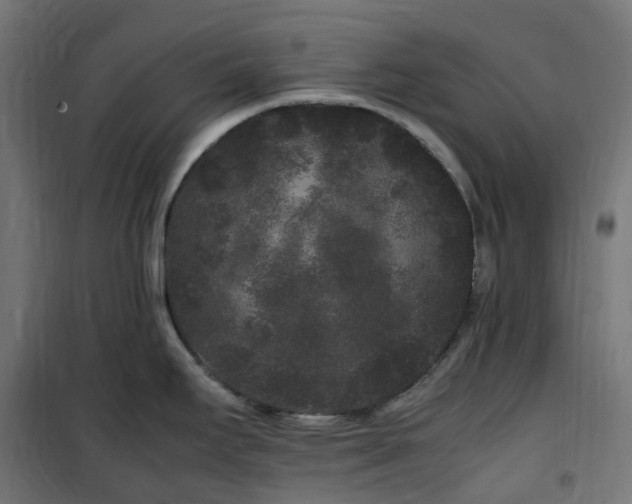 X0000100491295200806201644