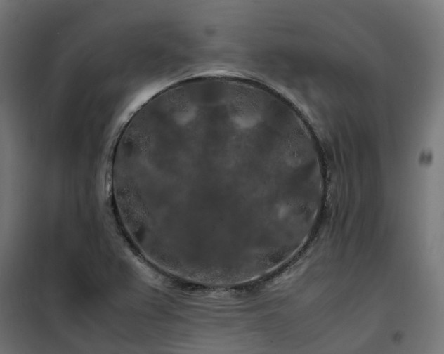 X0000100491367200806201643