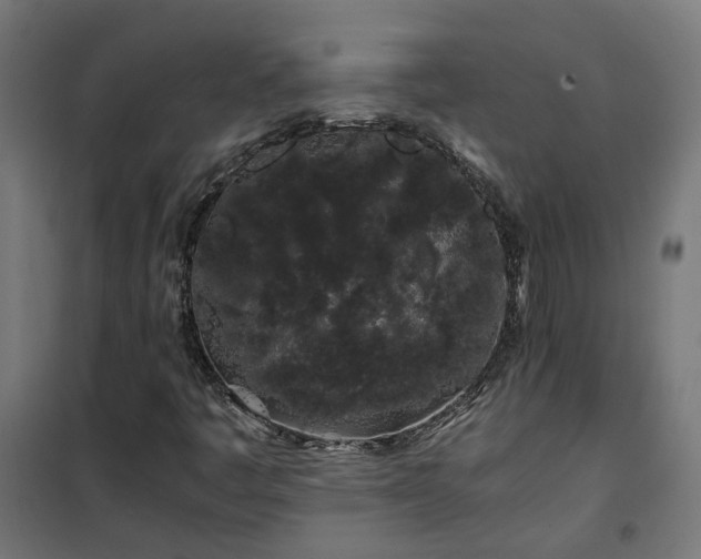X0000100491445200806201642