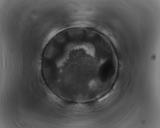 X0000100491459200806201642