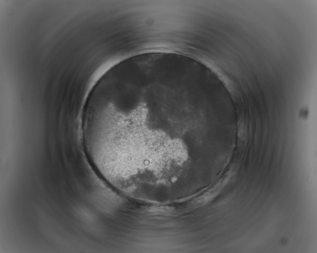 X0000100491466200806201642