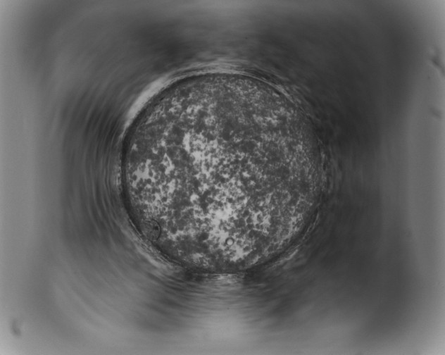 X0000100490056200806271246