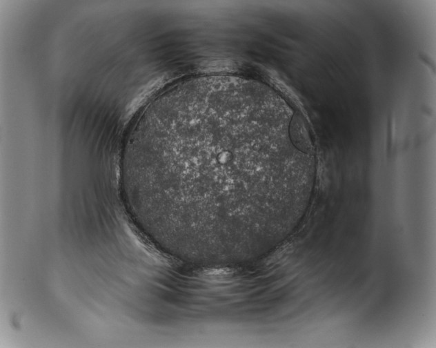 X0000100490059200806271246