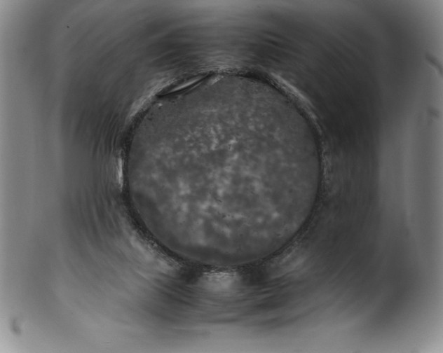 X0000100490067200806271246