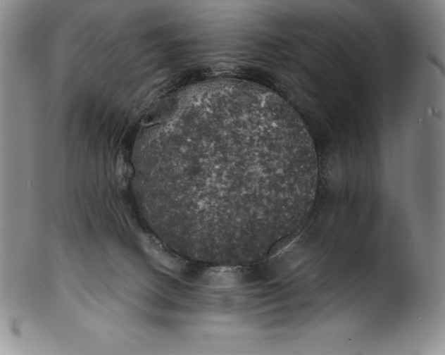 X0000100490082200806271246