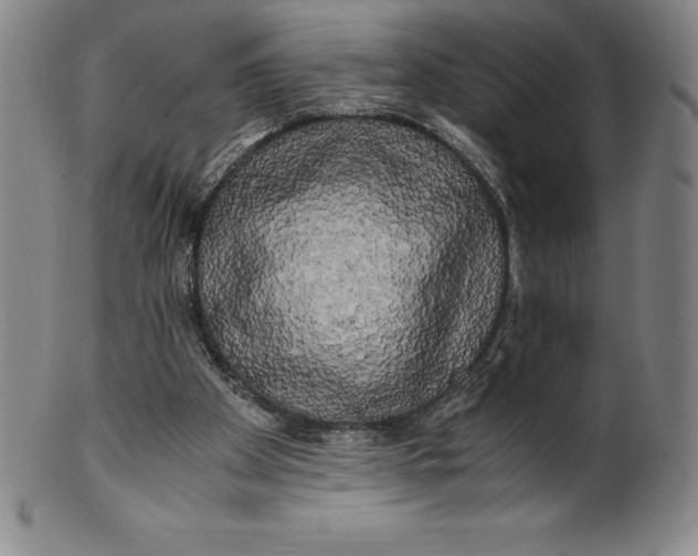 X0000100490105200806271246