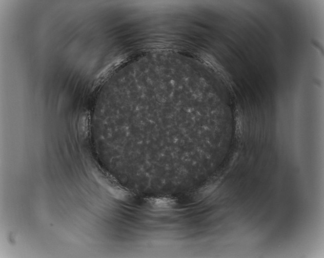 X0000100490165200806271245