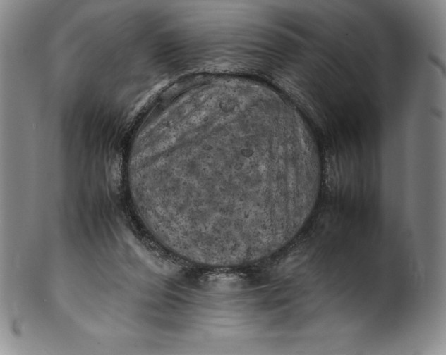 X0000100490208200806271244