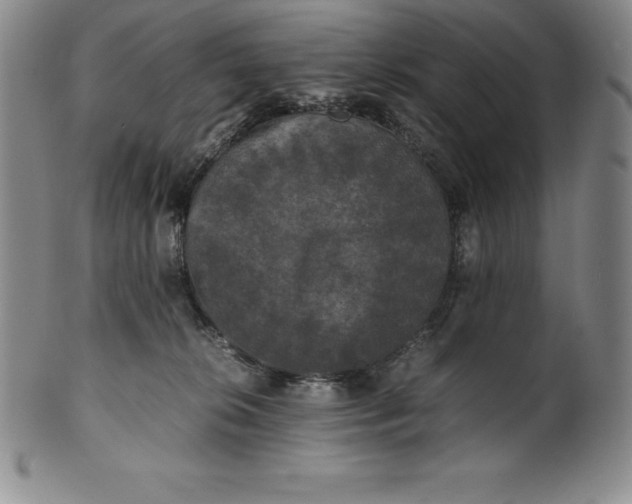 X0000100490276200806271244