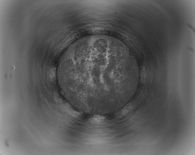 X0000100490278200806271244