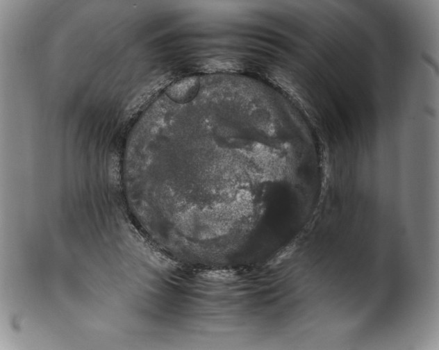 X0000100490353200806271242