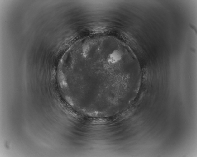 X0000100490369200806271242