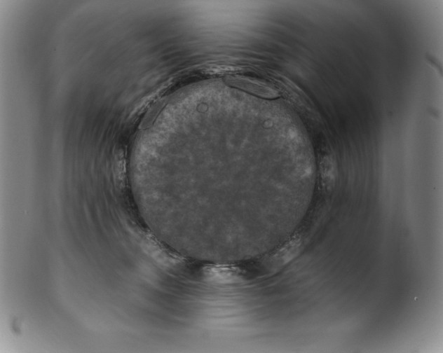 X0000100490372200806271242