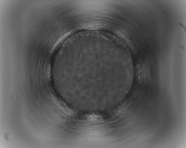 X0000100490400200806271242