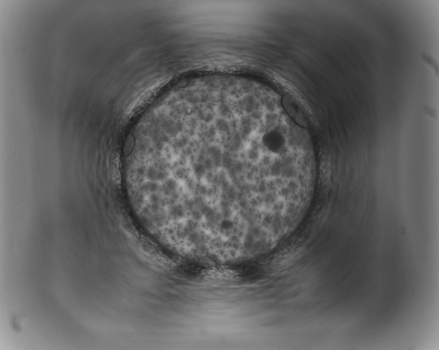 X0000100490403200806271241