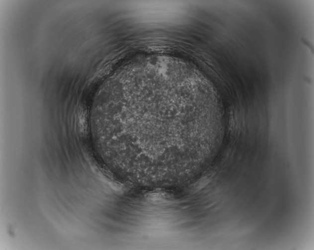 X0000100490408200806271241