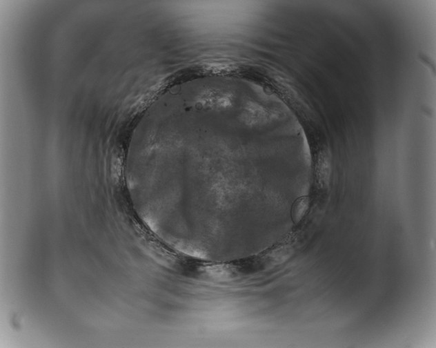 X0000100490417200806271241