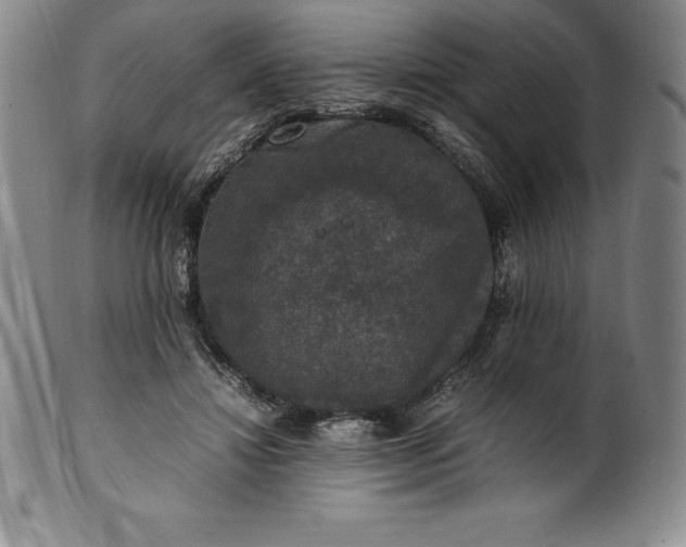 X0000100490452200806271240