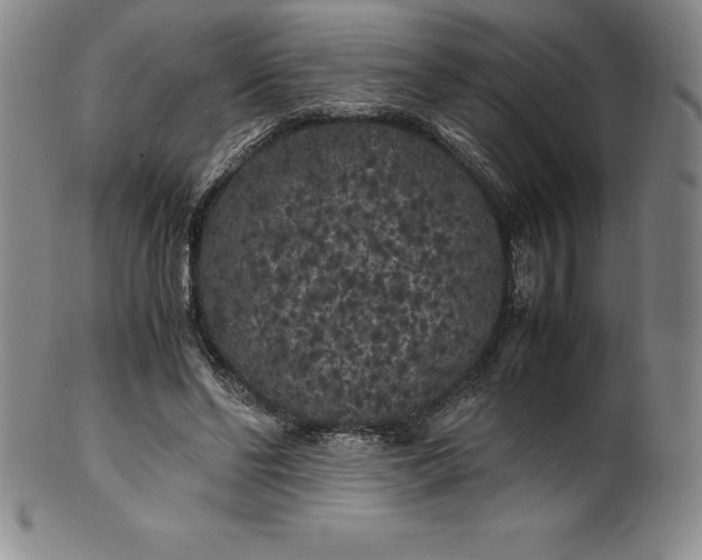 X0000100490494200806271240