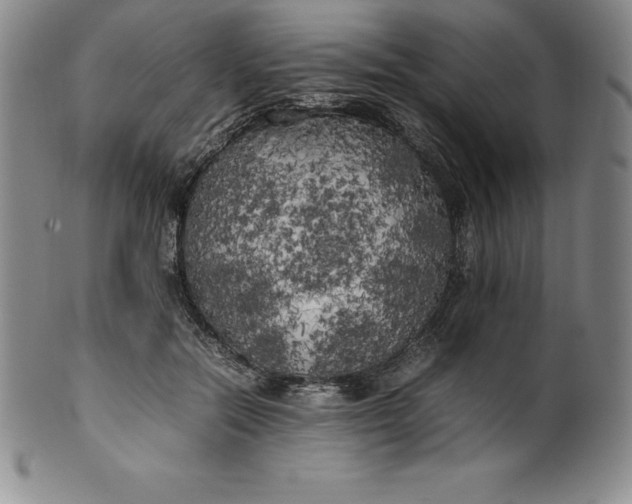 X0000100490554200806271239