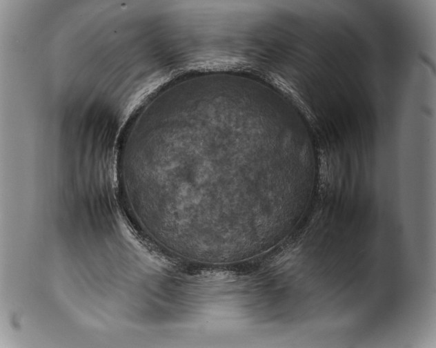 X0000100490582200806271239