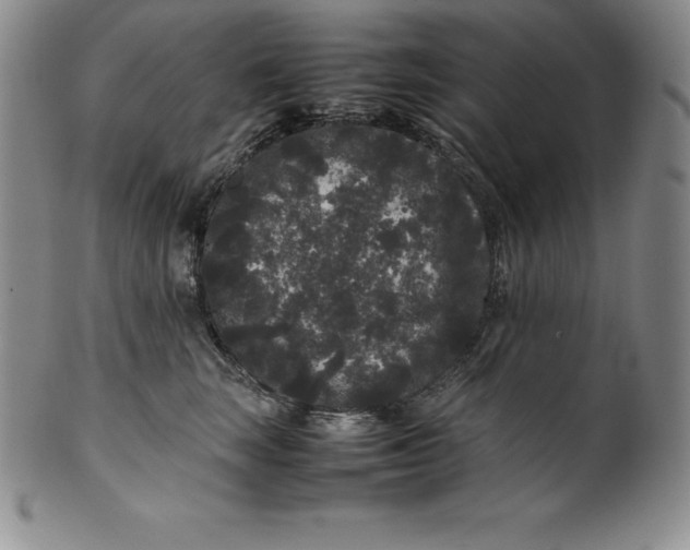 X0000100490663200806271238