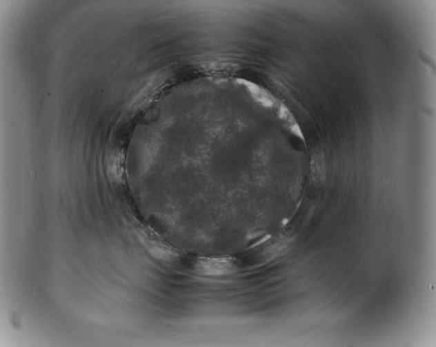 X0000100490671200806271238