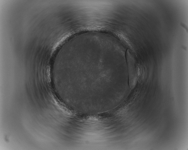 X0000100490684200806271237