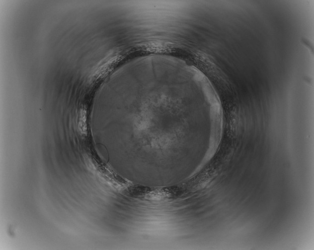 X0000100490696200806271237