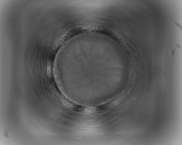 X0000100490720200806271237