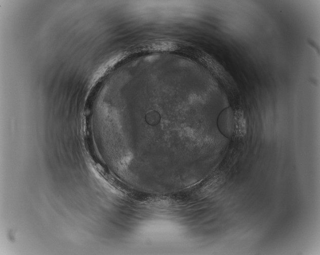 X0000100490726200806271236