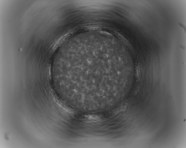 X0000100490733200806271236