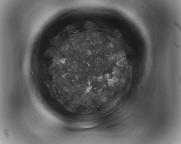 X0000100490765200806271236