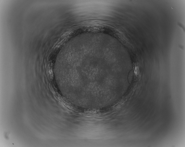 X0000100490771200806271236