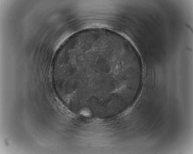 X0000100490783200806271235