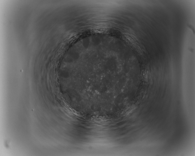 X0000100490817200806271234