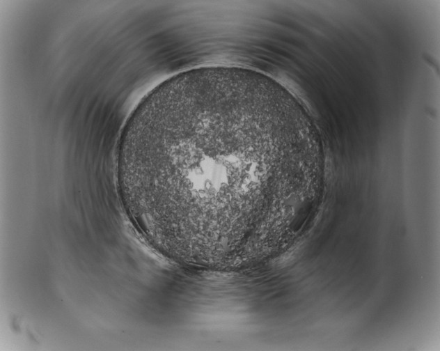 X0000100490854200806271235