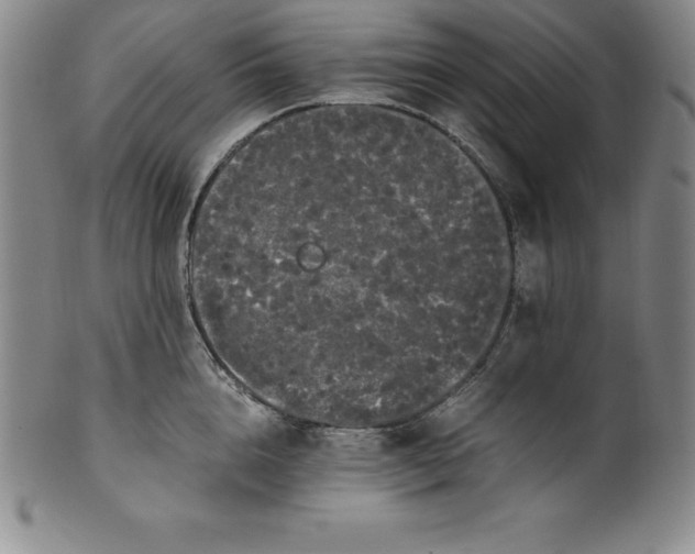 X0000100490856200806271235