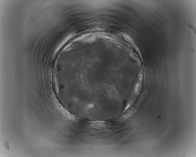 X0000100490859200806271235