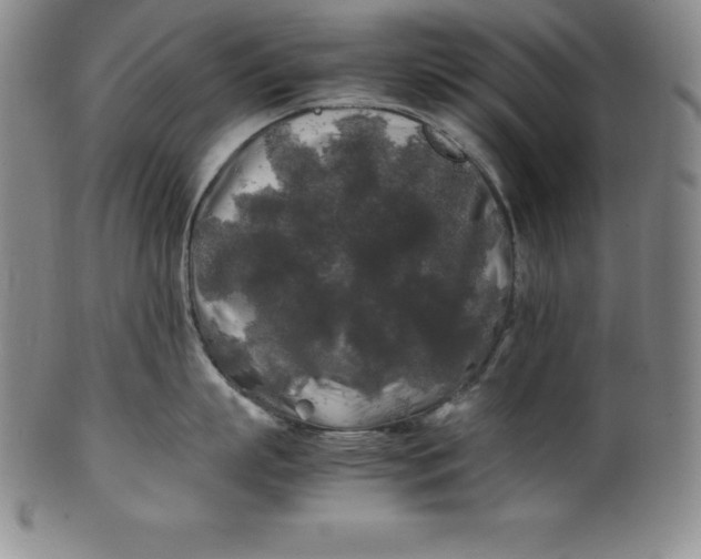 X0000100490863200806271235