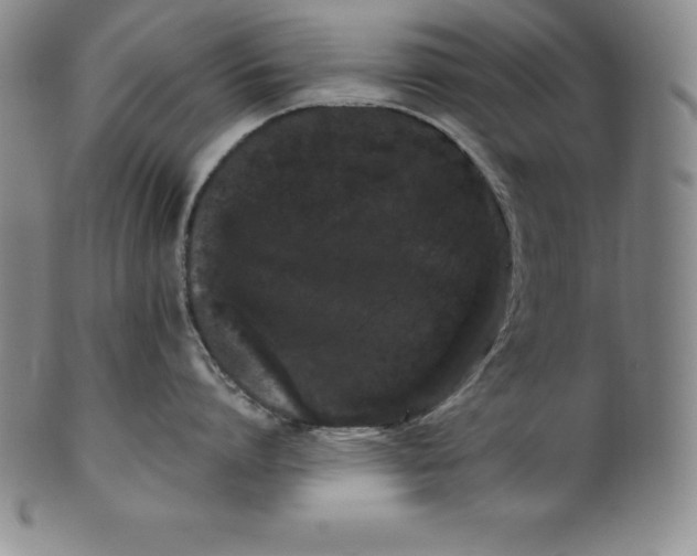 X0000100490864200806271235