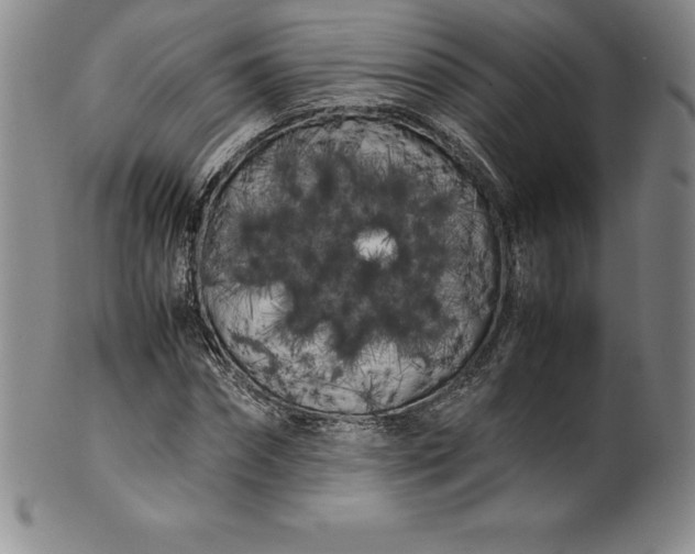 X0000100490874200806271234