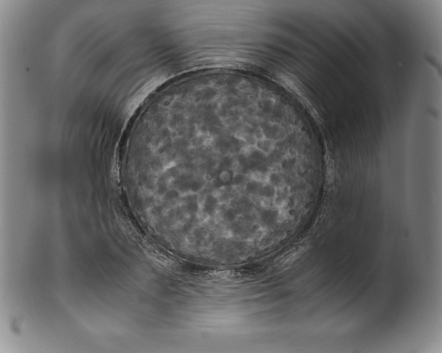 X0000100490883200806271234