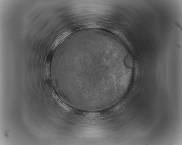 X0000100490889200806271234