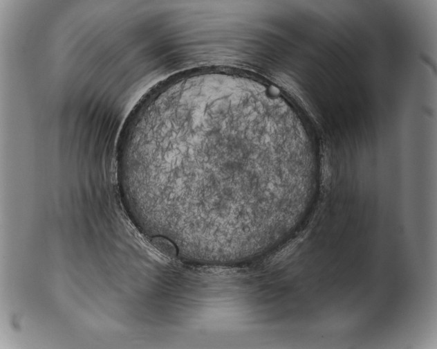 X0000100490924200806271233