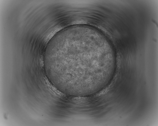 X0000100490929200806271233