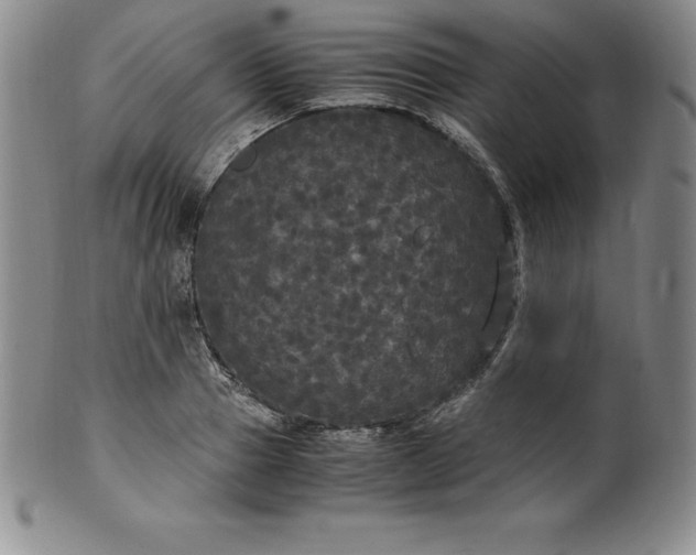 X0000100490937200806271233